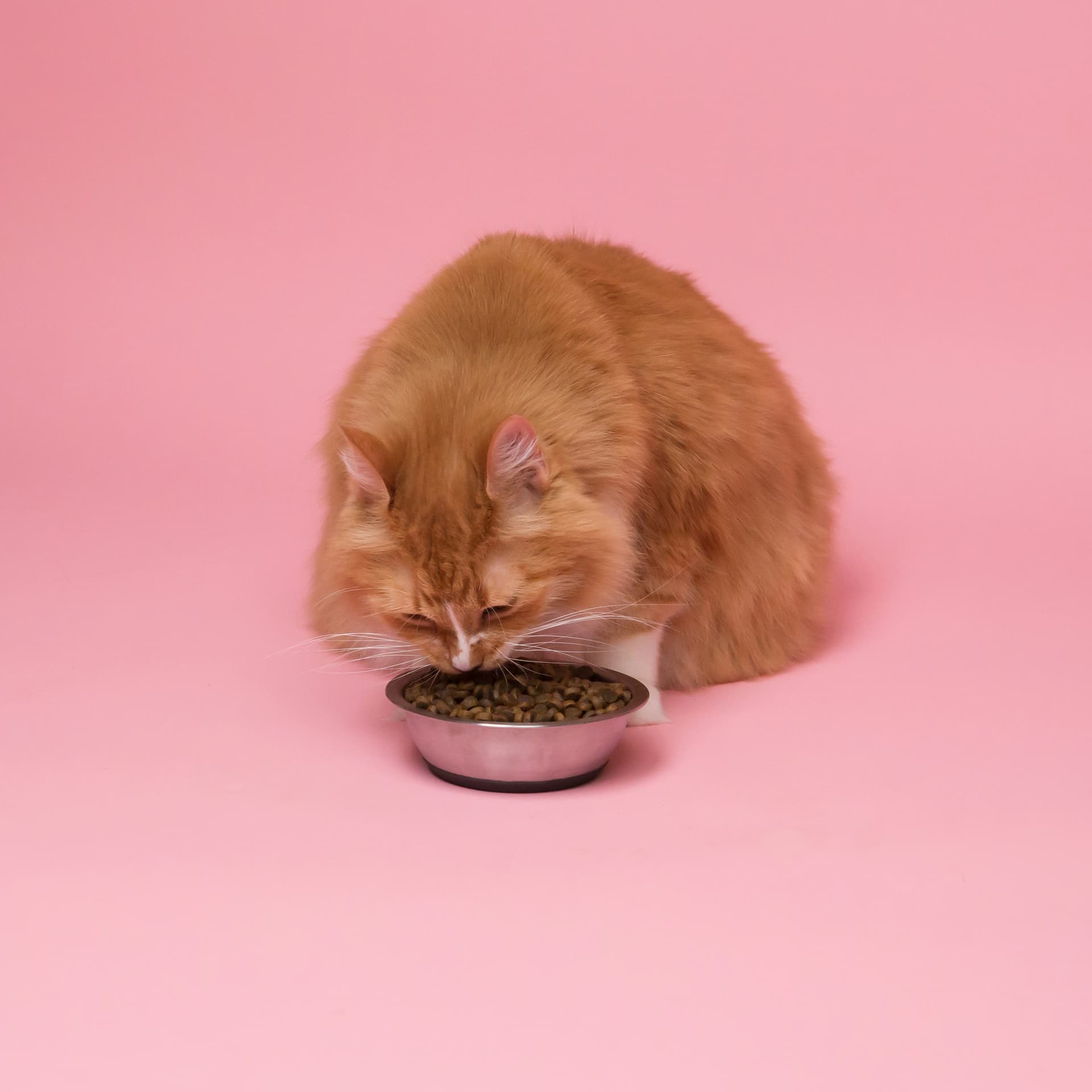Katt som äter