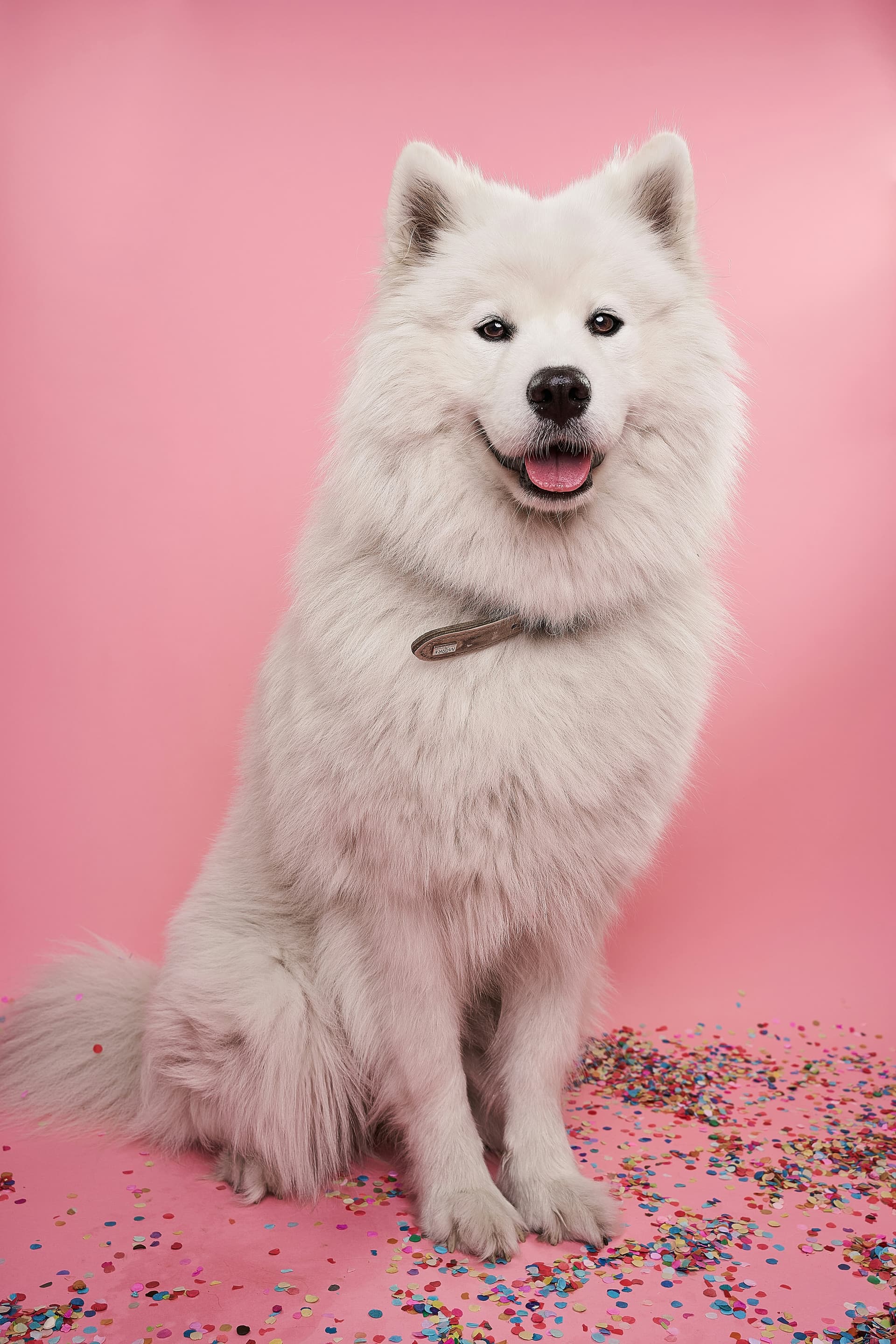 Hund som tittar på en banan
